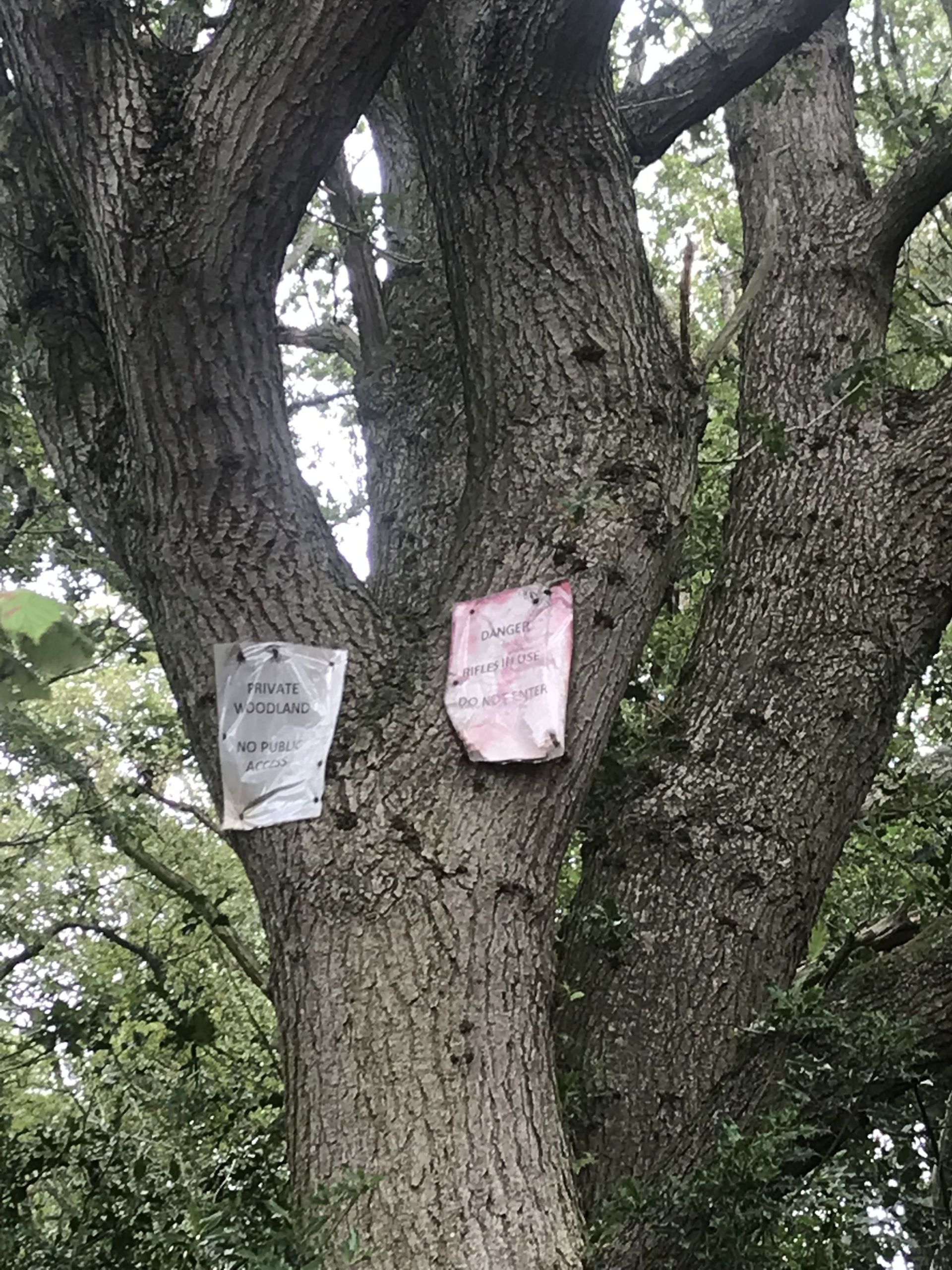 notices on trees